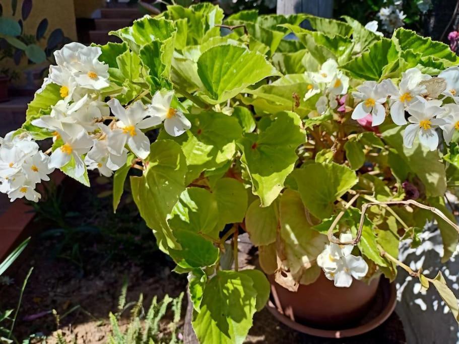 Villa Falconera Apartaments, Gandia A Las Faldas De La Montana Екстер'єр фото