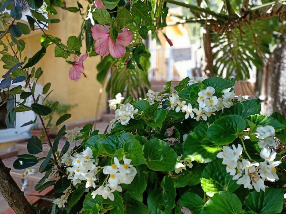 Villa Falconera Apartaments, Gandia A Las Faldas De La Montana Екстер'єр фото