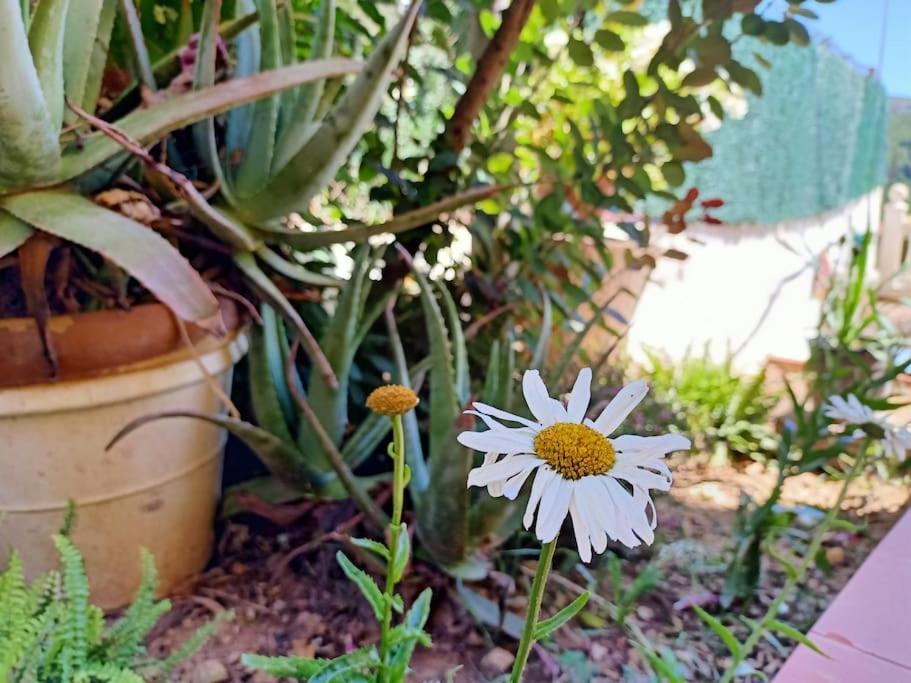 Villa Falconera Apartaments, Gandia A Las Faldas De La Montana Екстер'єр фото