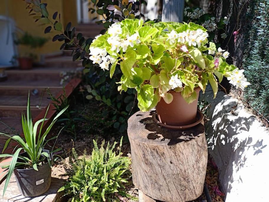 Villa Falconera Apartaments, Gandia A Las Faldas De La Montana Екстер'єр фото