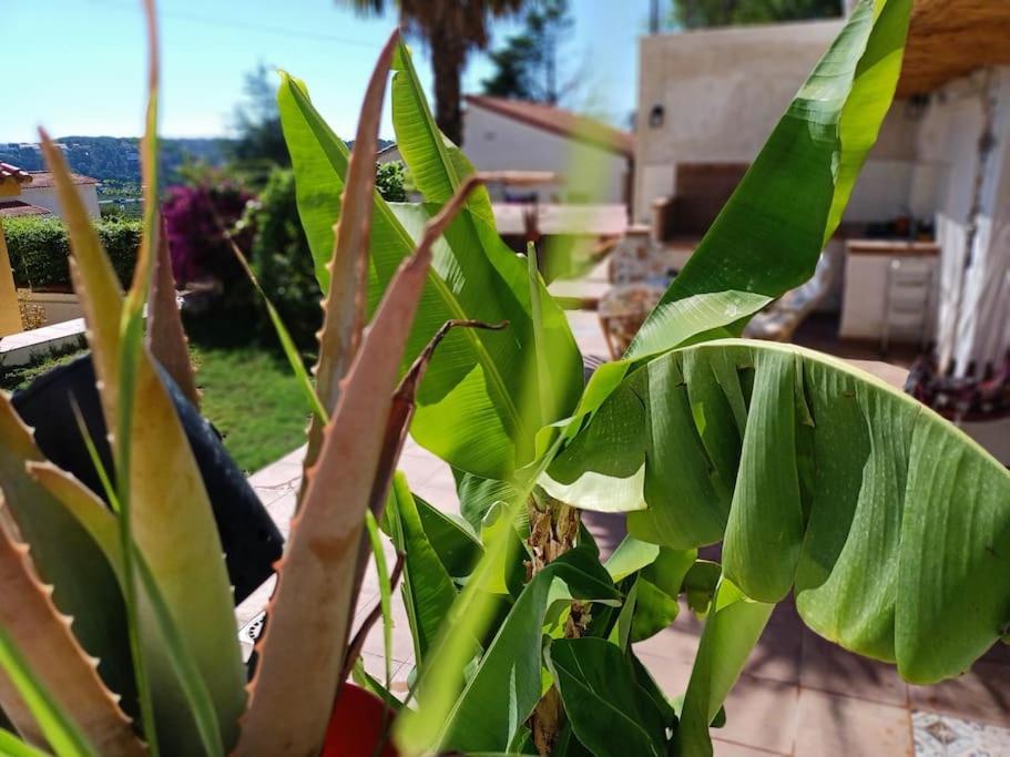 Villa Falconera Apartaments, Gandia A Las Faldas De La Montana Екстер'єр фото