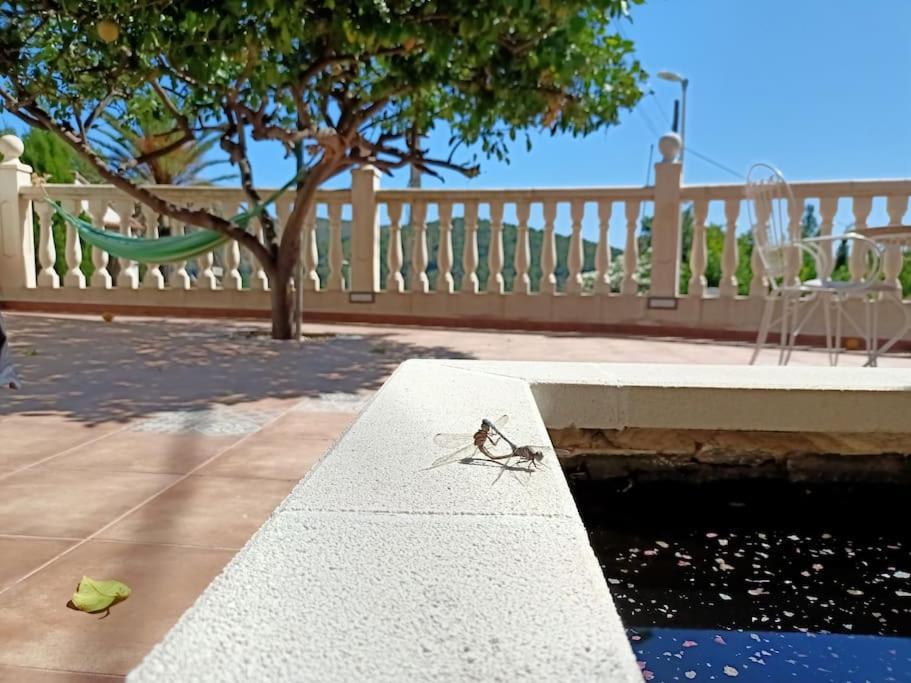 Villa Falconera Apartaments, Gandia A Las Faldas De La Montana Екстер'єр фото